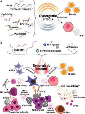 Cooperation of Oligodeoxynucleotides and Synthetic Molecules as Enhanced Immune Modulators